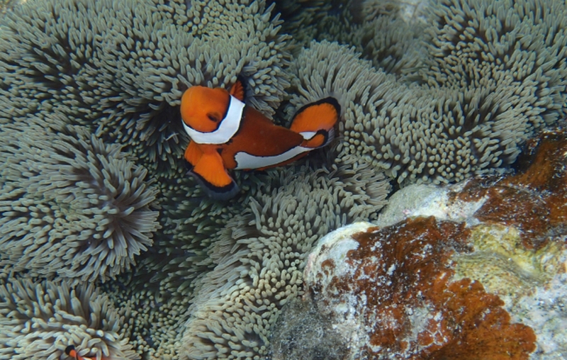 �ނ��݁E�₦�������P�b�����ۂ�T�v�������g�I�y�������ۂ�T�v���z
���T�C�g